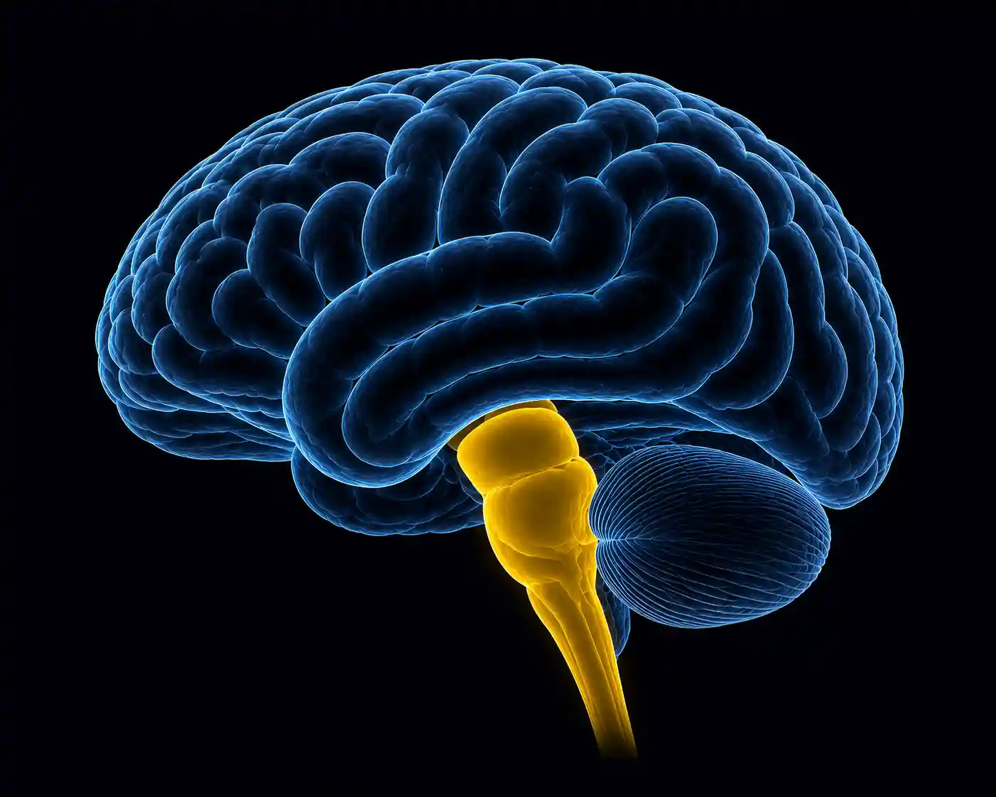 Brain Stem