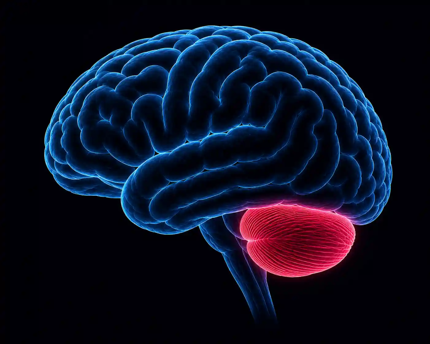 Cerebellum