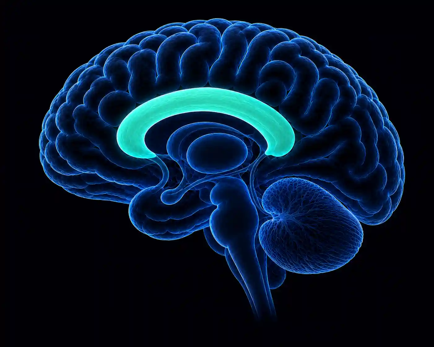 Corpus Callosum