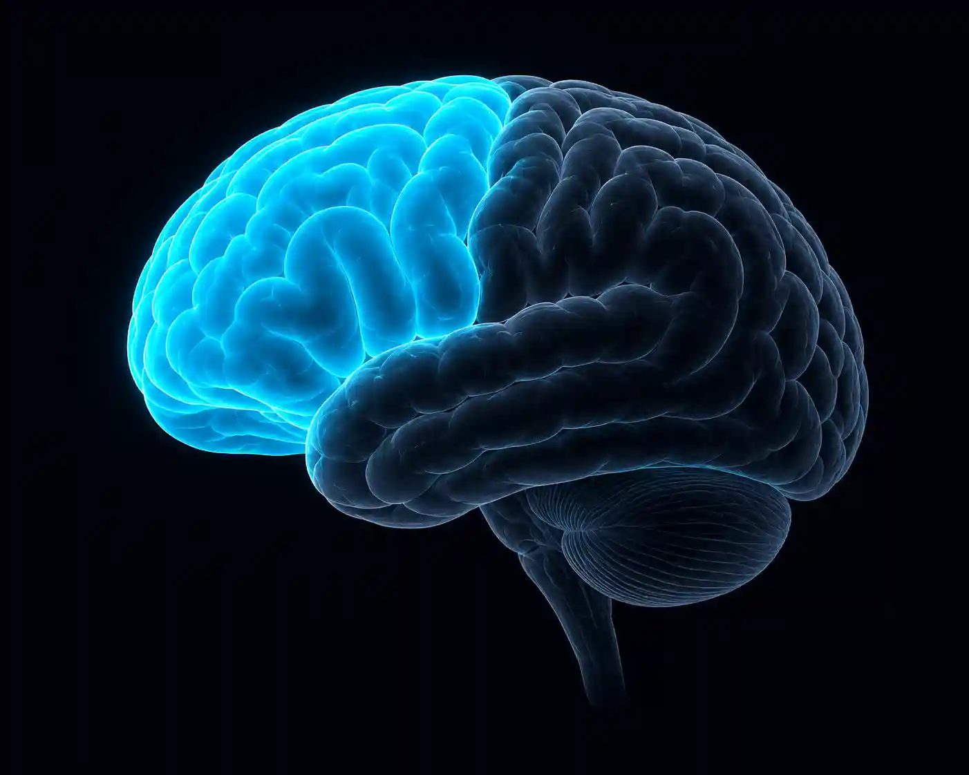Frontal Lobe