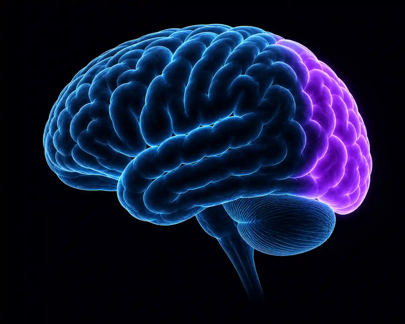 Occipital Lobe