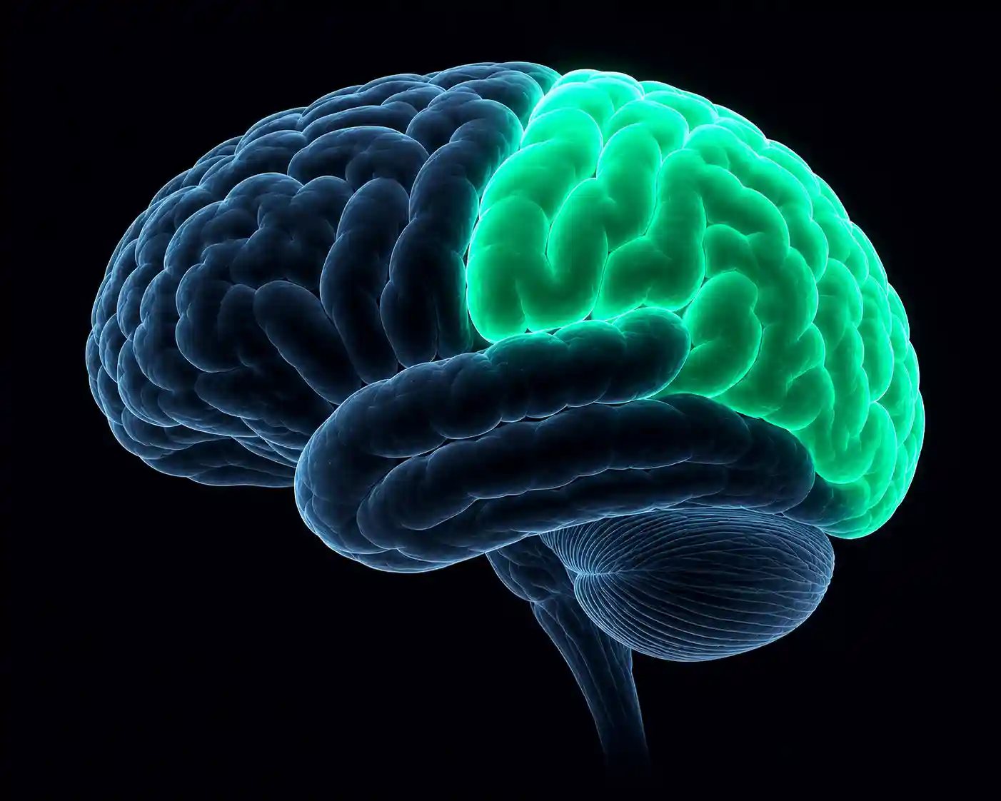 Parietal Lobe