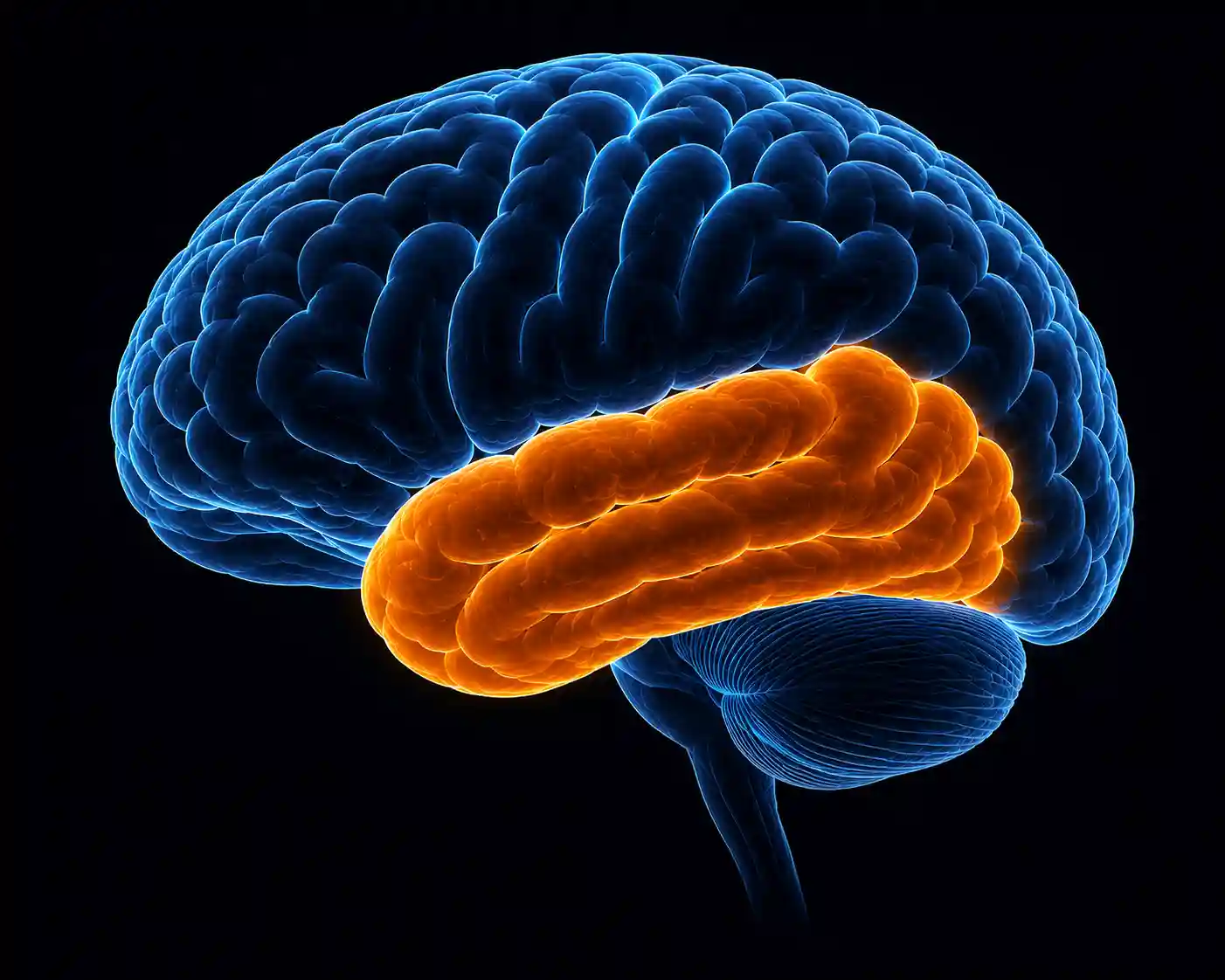 Temporal Lobe