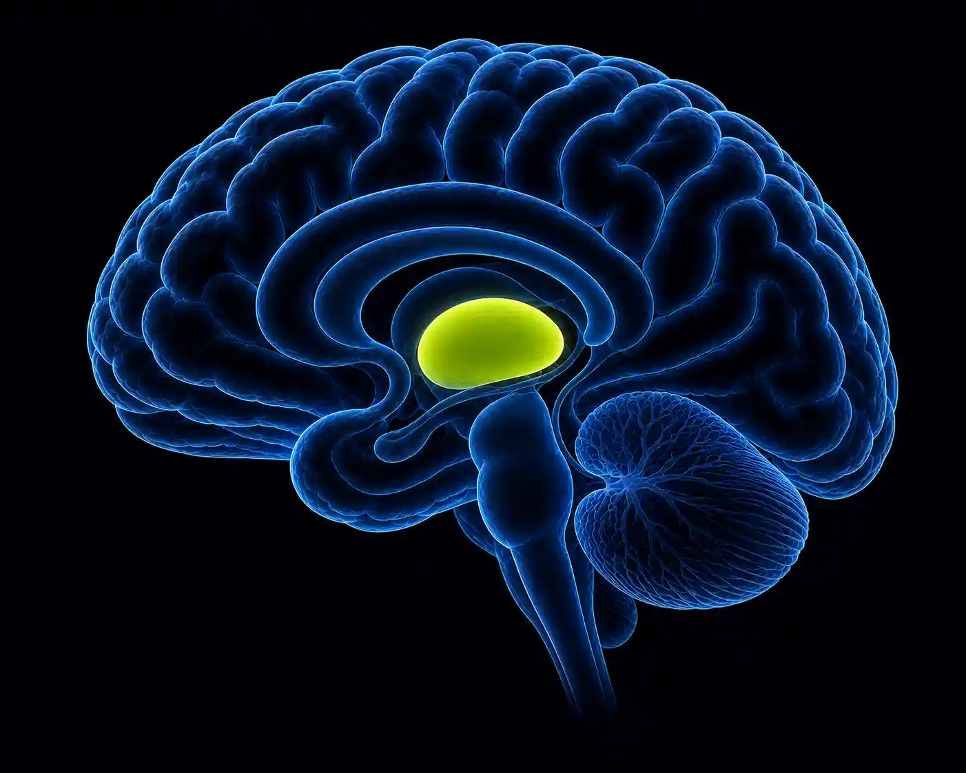 Thalamus